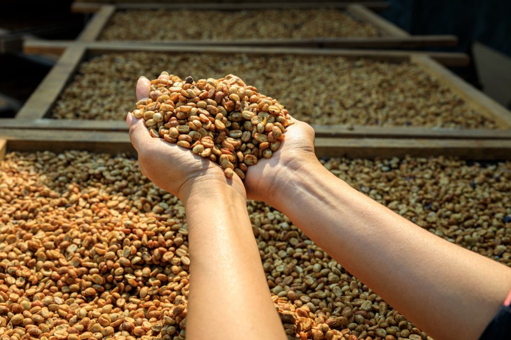 Coffee Production in Indonesia represented by a person's hands hold freshly harvested coffee beans above a large spread of more coffee beans drying in the sun.