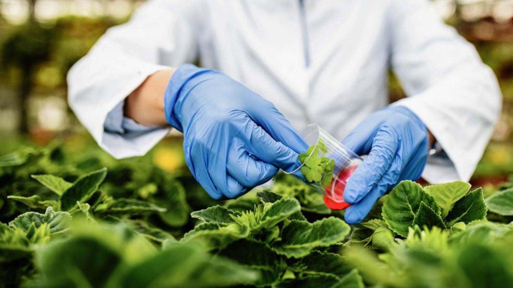 A researcher in a lab coat and blue gloves examines a small plant in a clear cup, surrounded by vibrant green foliage.