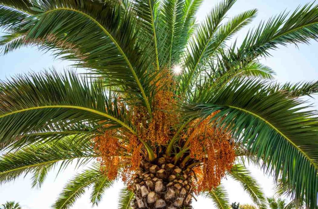 A vibrant palm tree with lush green fronds and clusters of orange fruits, illuminated by sunlight against a clear blue sky.
